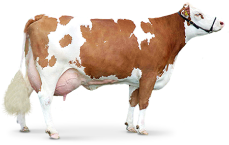 Jersey Cow